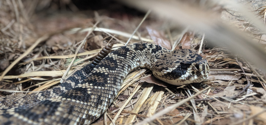 Rattlesnake Safety…Keeping your property safe from slithering visitors